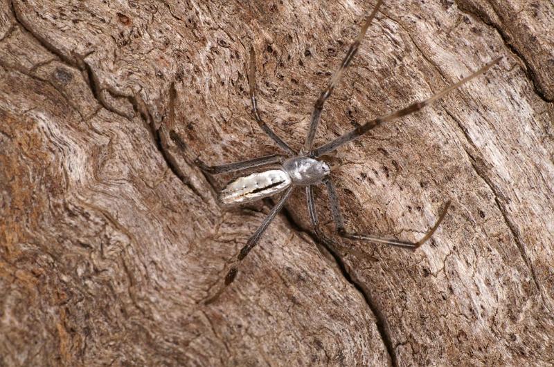 Argiope_syrmatica_D7159_Z_90_Macquarie caravan park_Australie.jpg